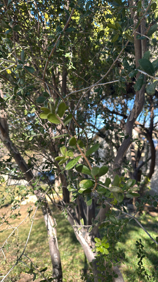 Diospyros texanum (Black Persimmon) — photo