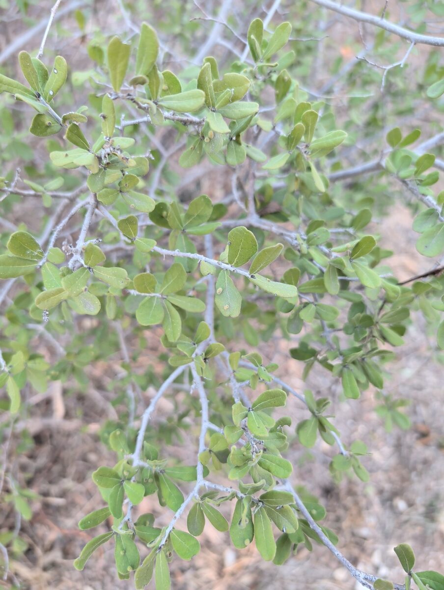 Diospyros texanum (Black Persimmon) — photo