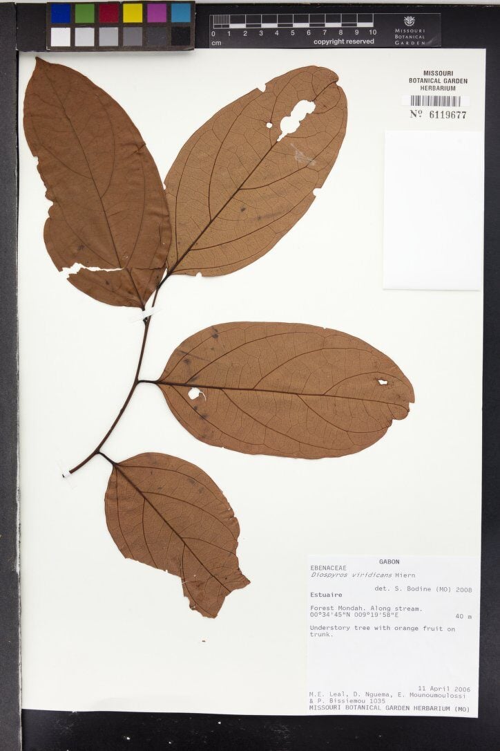 Diospyros viridicans (Gaboon ebony) — photo