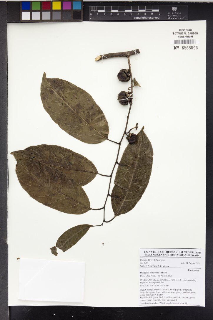 Diospyros viridicans (Gaboon ebony) — photo