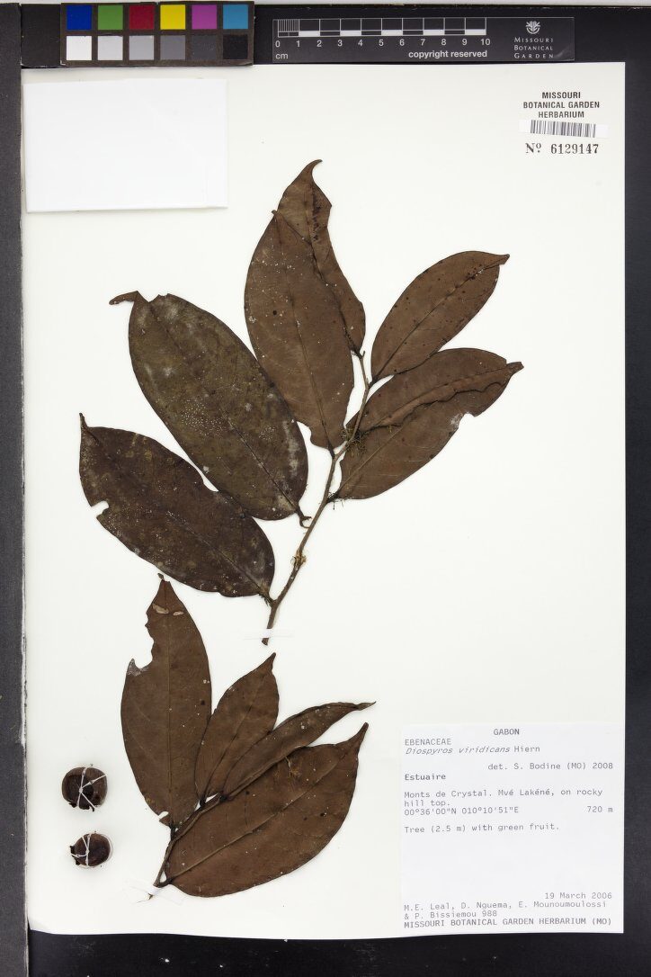 Diospyros viridicans
