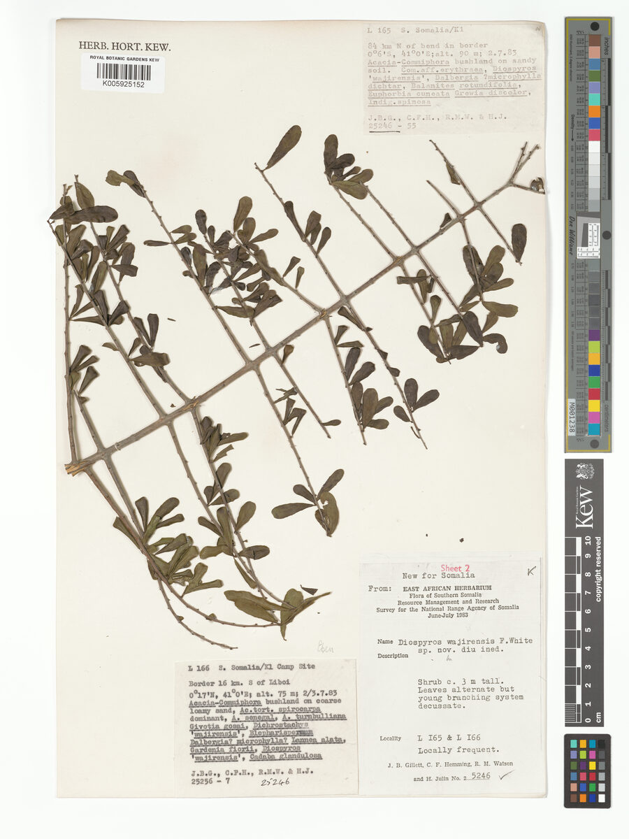 Diospyros wajirensis — photo