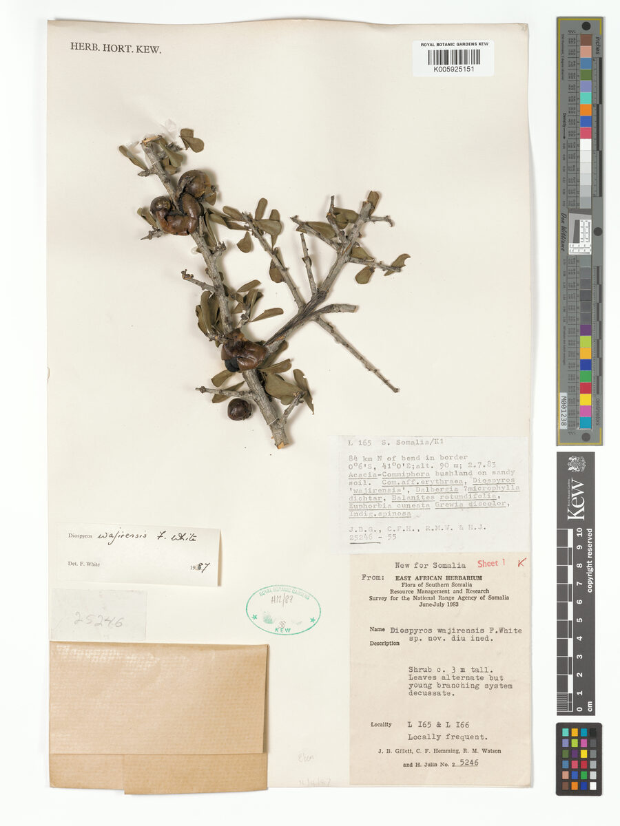 Diospyros wajirensis — photo