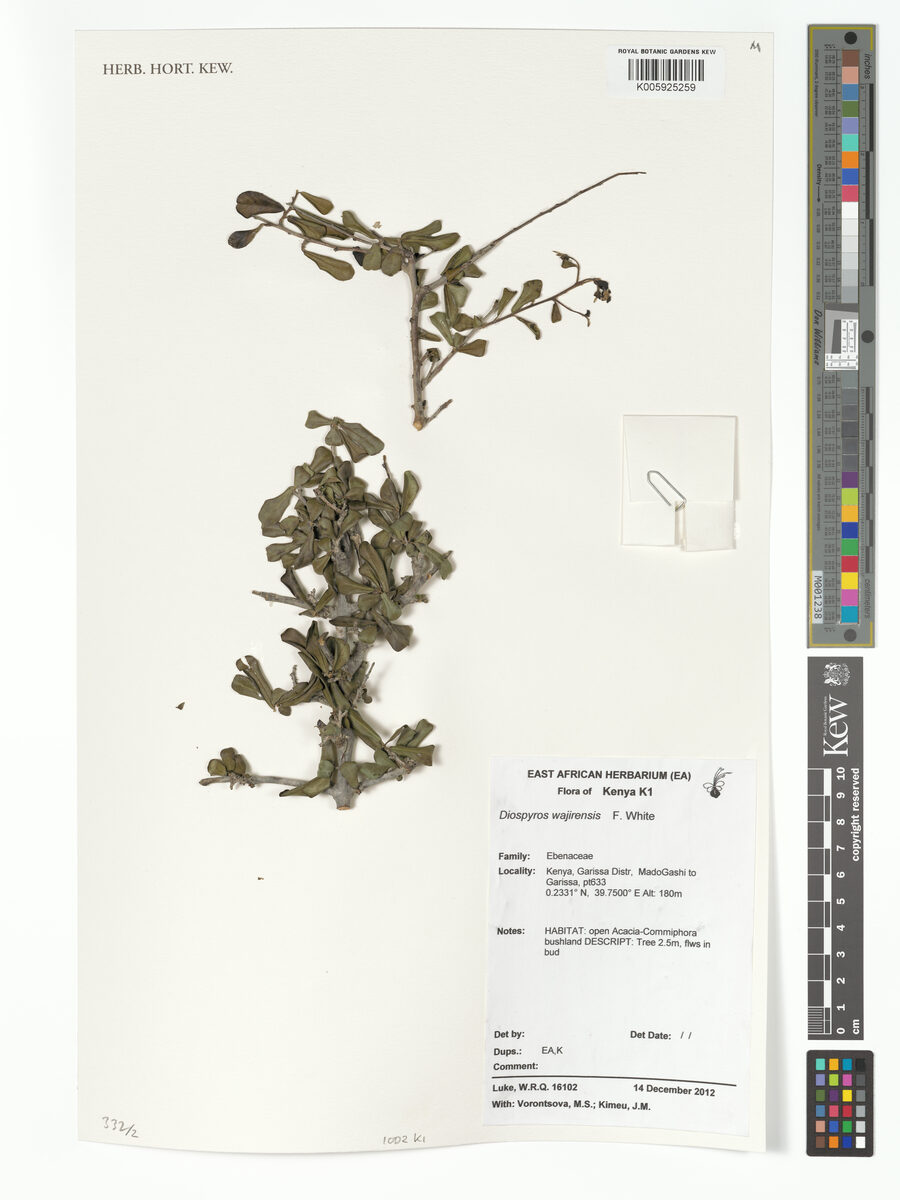 Diospyros wajirensis