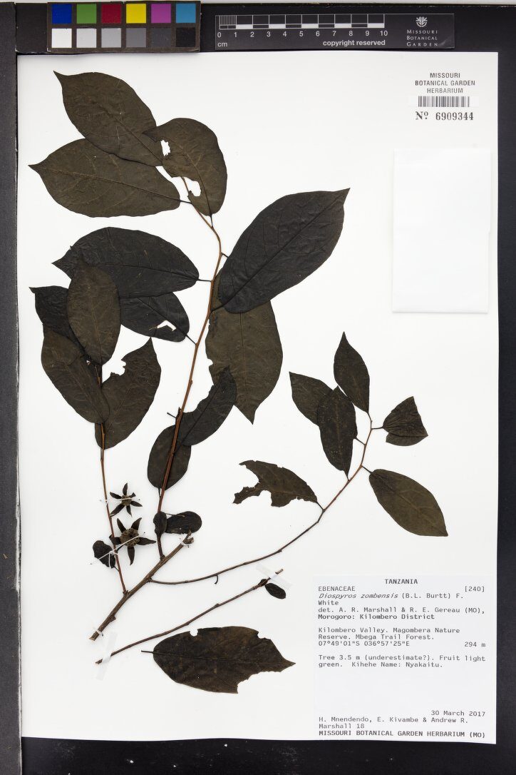 Diospyros zombensis — photo
