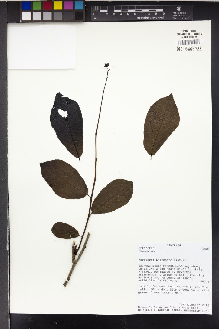 Diospyros zombensis — photo