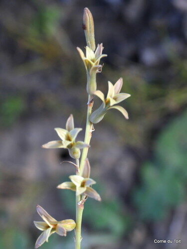 Dipcadi serotinum (Dipcadi) — photo