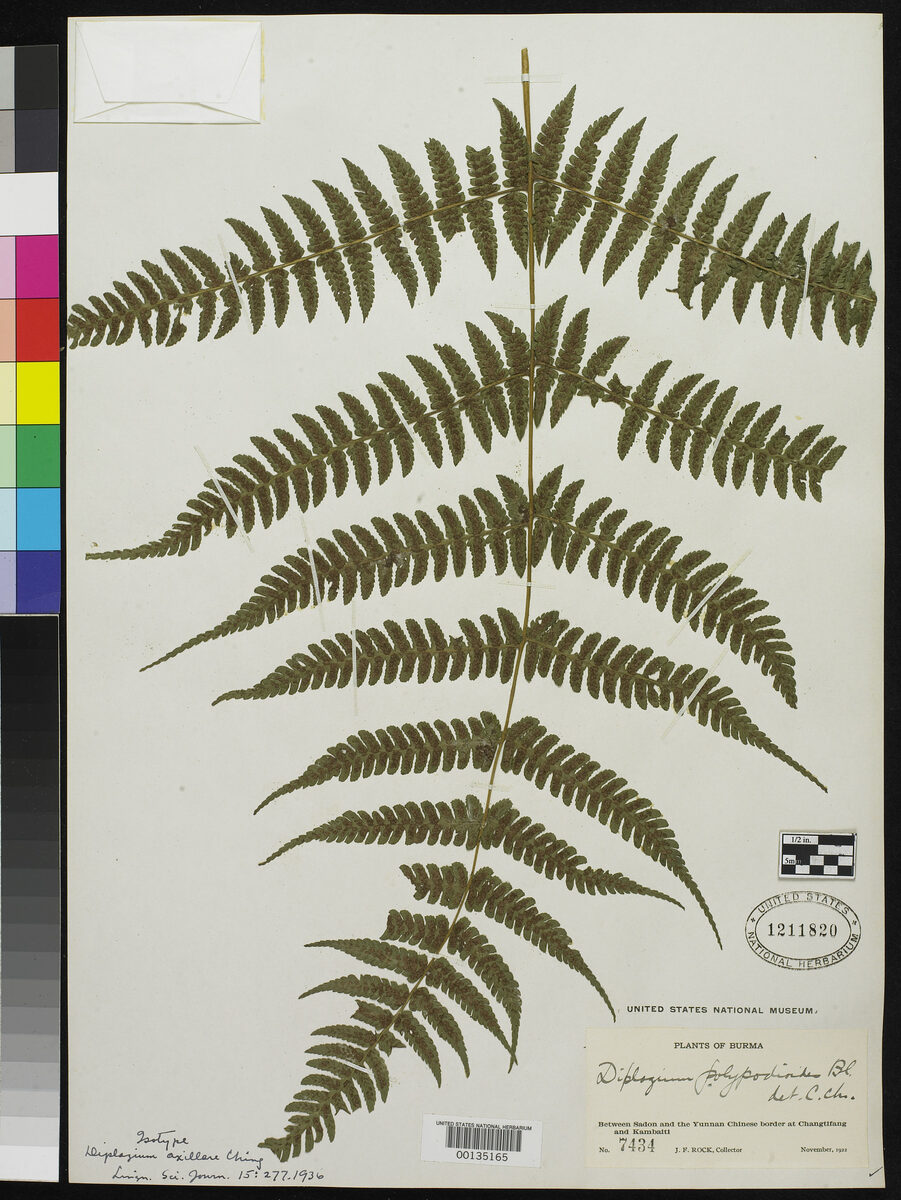 Diplazium axillare (He se shuang gai jue) — photo