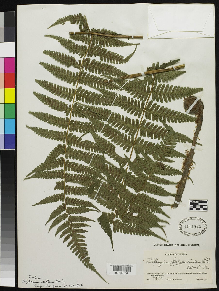 Diplazium axillare