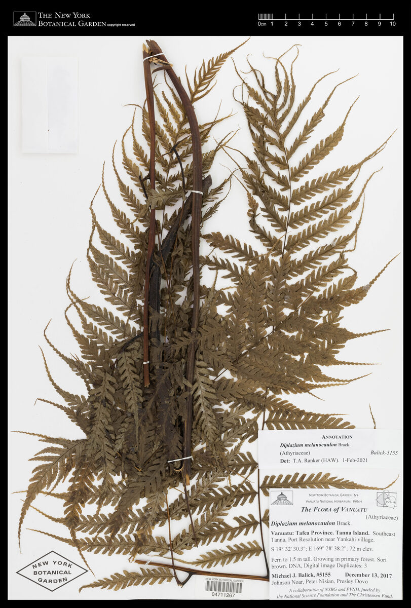 Diplazium melanocaulon — photo