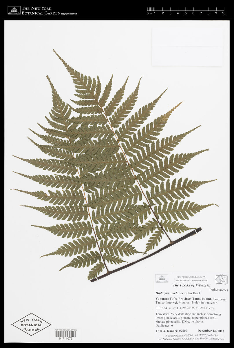 Diplazium melanocaulon — photo