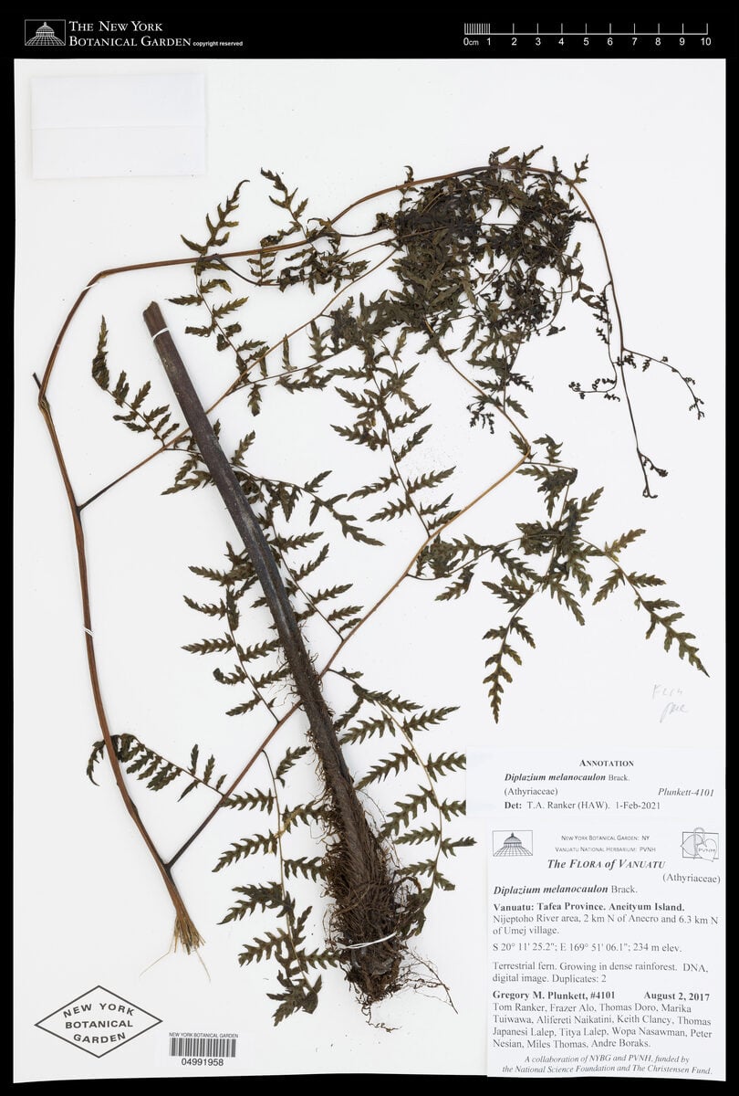 Diplazium melanocaulon