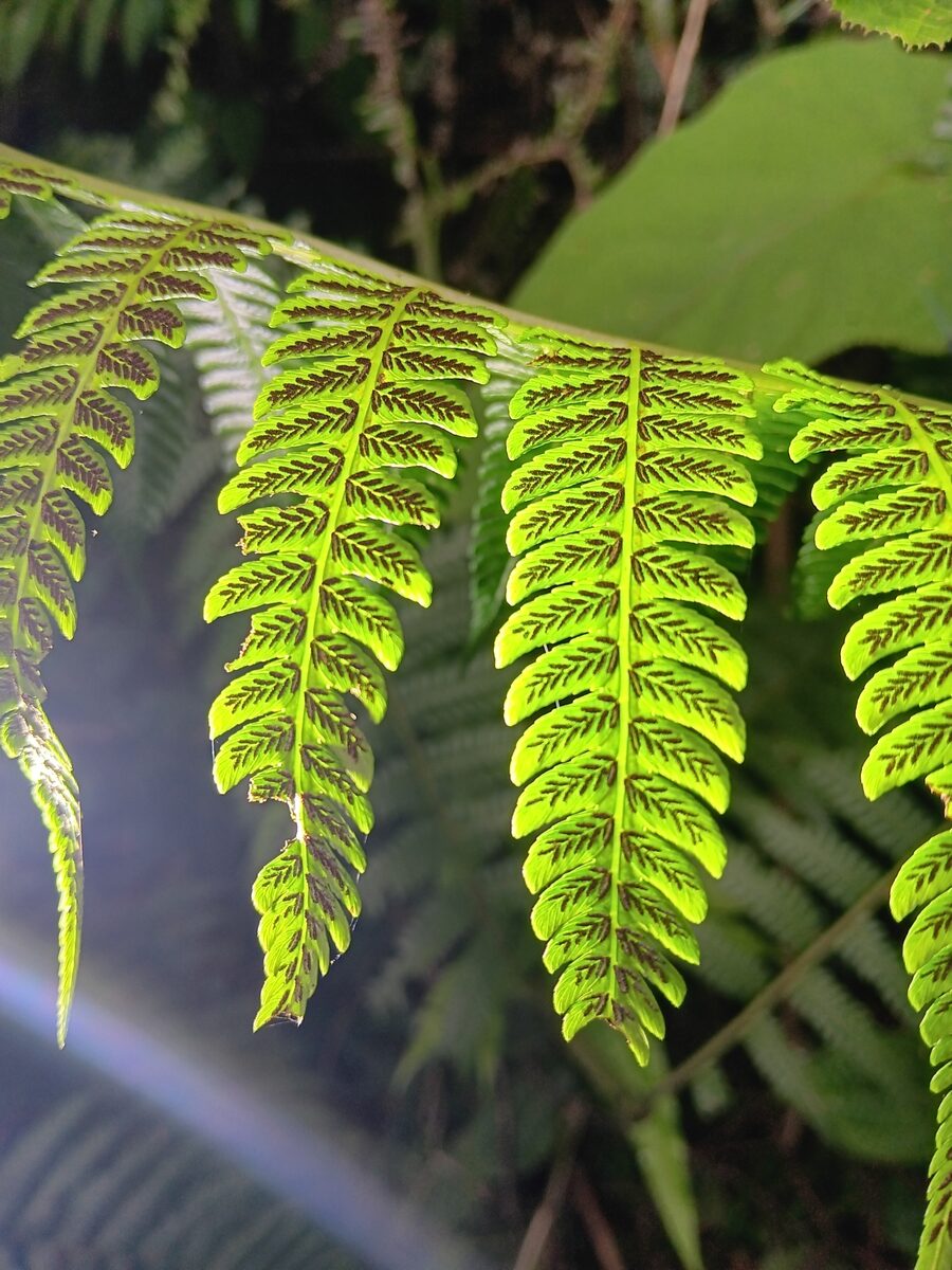Diplazium polypodioides — photo
