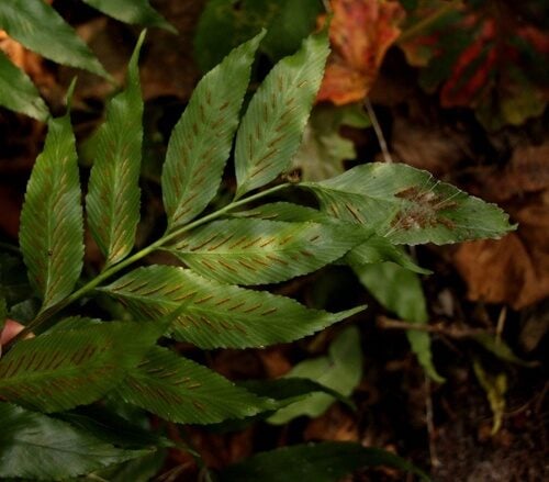 Diplazium proliferum