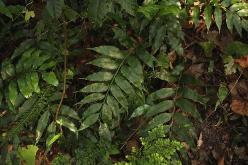 Diplazium proliferum (Mother fern) — photo