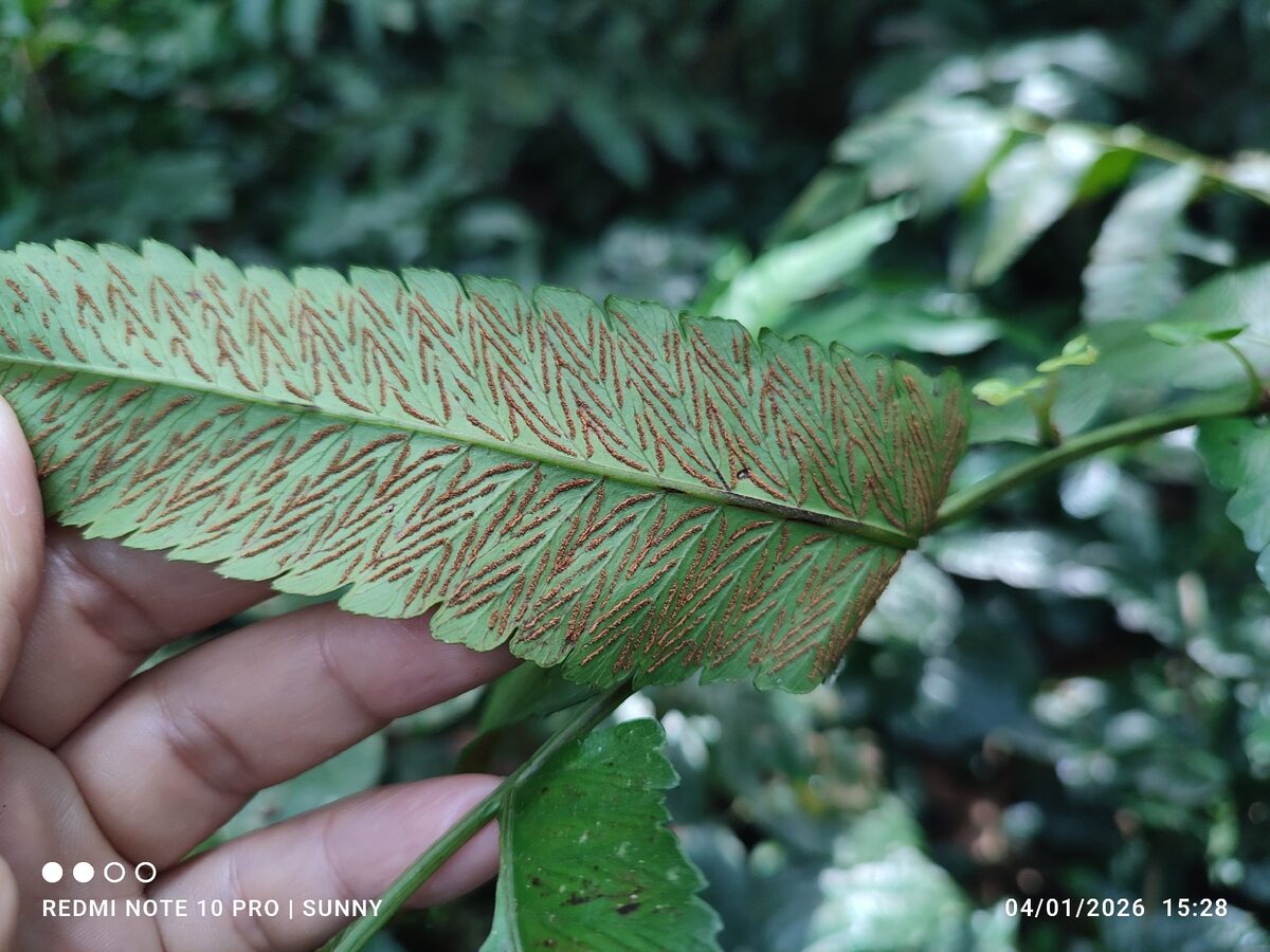 Diplazium proliferum (Mother fern) — photo