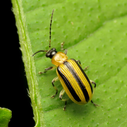 Diplocyclos palmatus (Striped cucumber) — photo