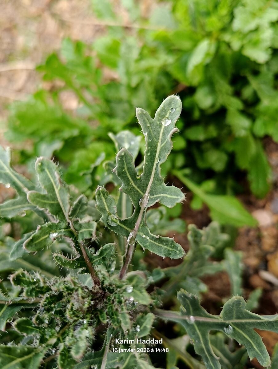 Diplotaxis harra subsp. crassifolia (Ruchetta pendolina) — photo