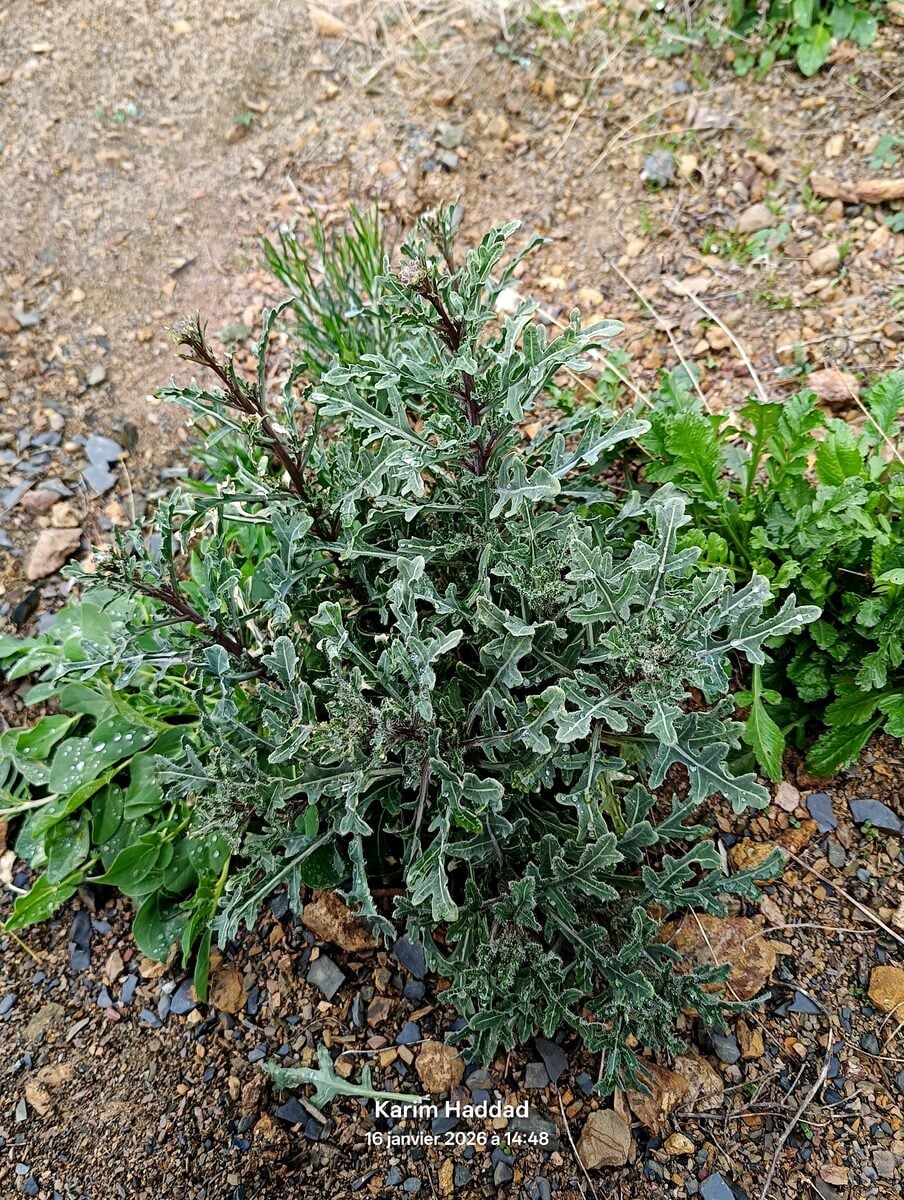 Diplotaxis harra subsp. crassifolia