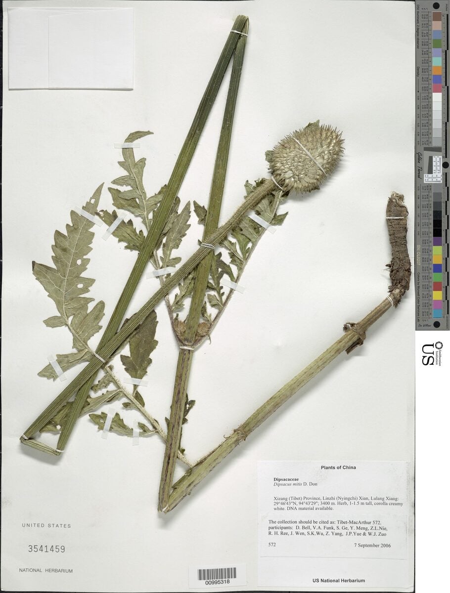 Dipsacaceae