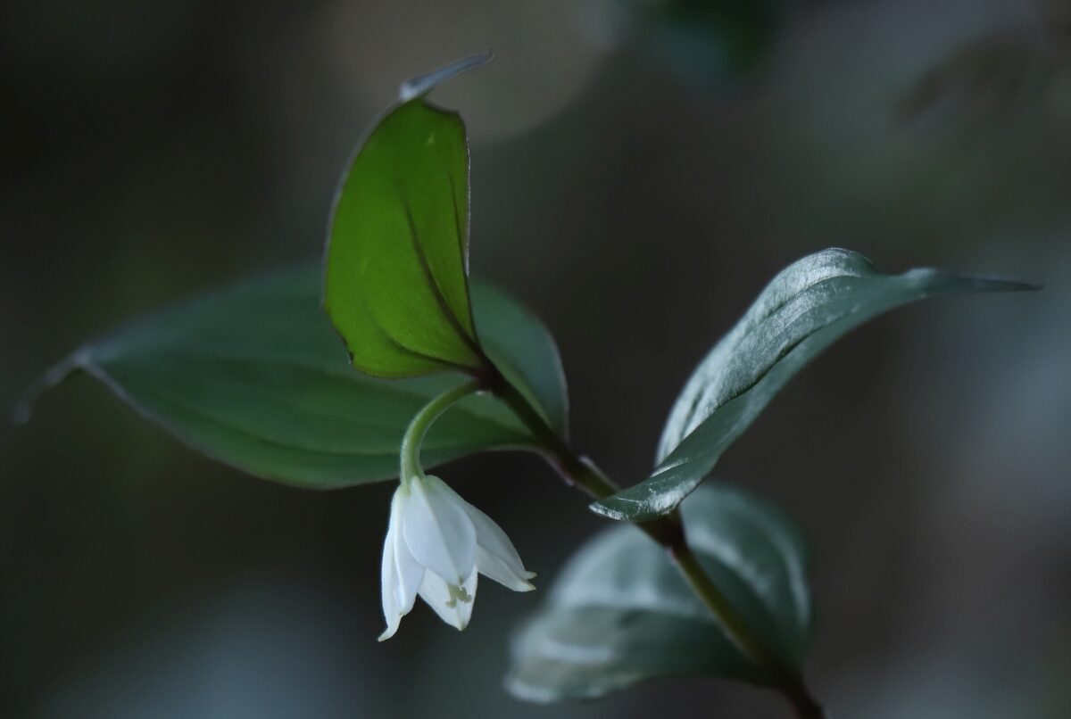 Disporum cantoniense - (Lour.)Merr. — photo