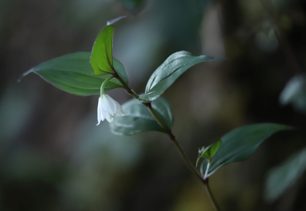 Disporum cantoniense - (Lour.)Merr. — photo