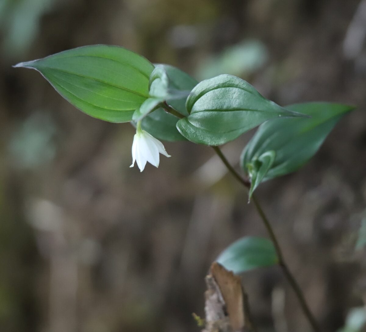 Disporum cantoniense - (Lour.)Merr.