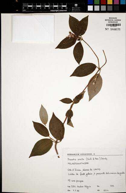 Dissotis erecta — photo