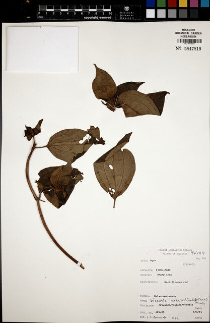 Dissotis erecta — photo