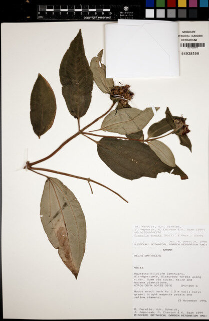 Dissotis erecta