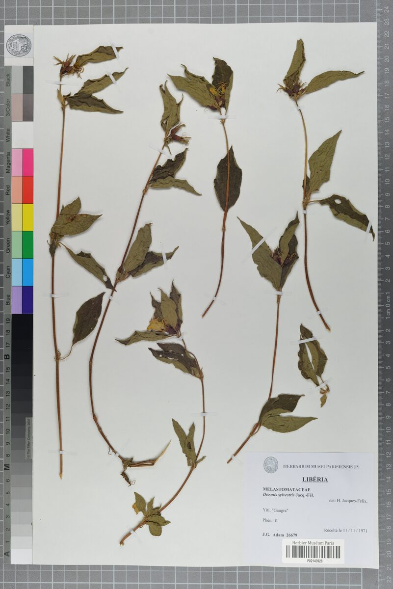 Dissotis sylvestris — photo