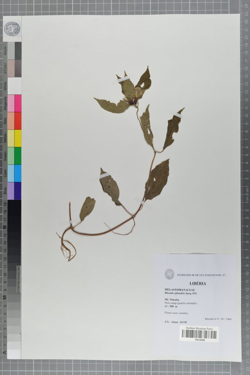 Dissotis sylvestris — photo
