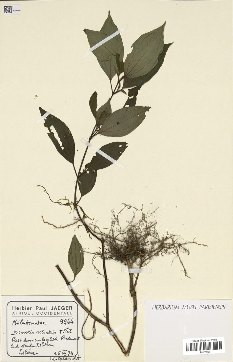 Dissotis sylvestris