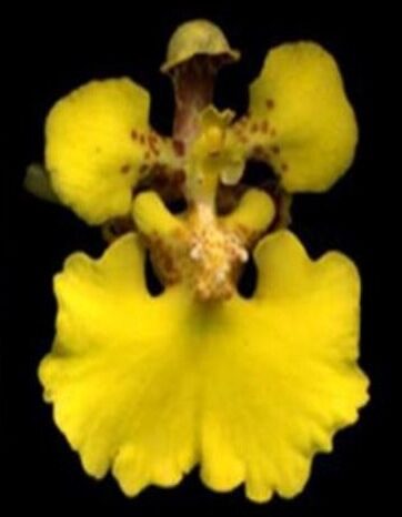 Diuris cuneata — photo