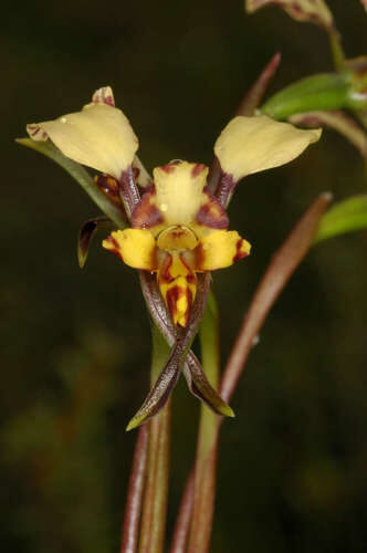 Diuris maculata (Leopard orchid) — photo