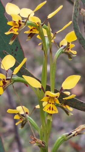 Diuris platichila (Western Donkey orchid) — photo