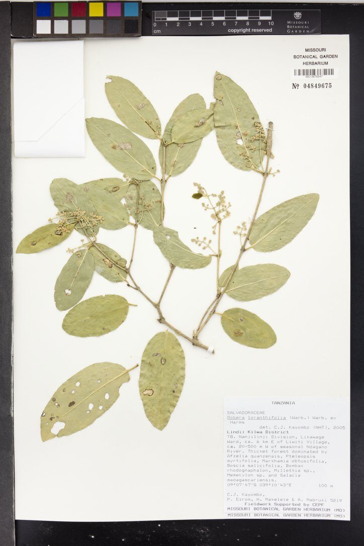 Dobera loranthifolia — photo