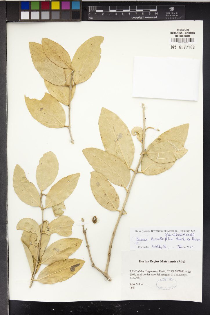 Dobera loranthifolia — photo