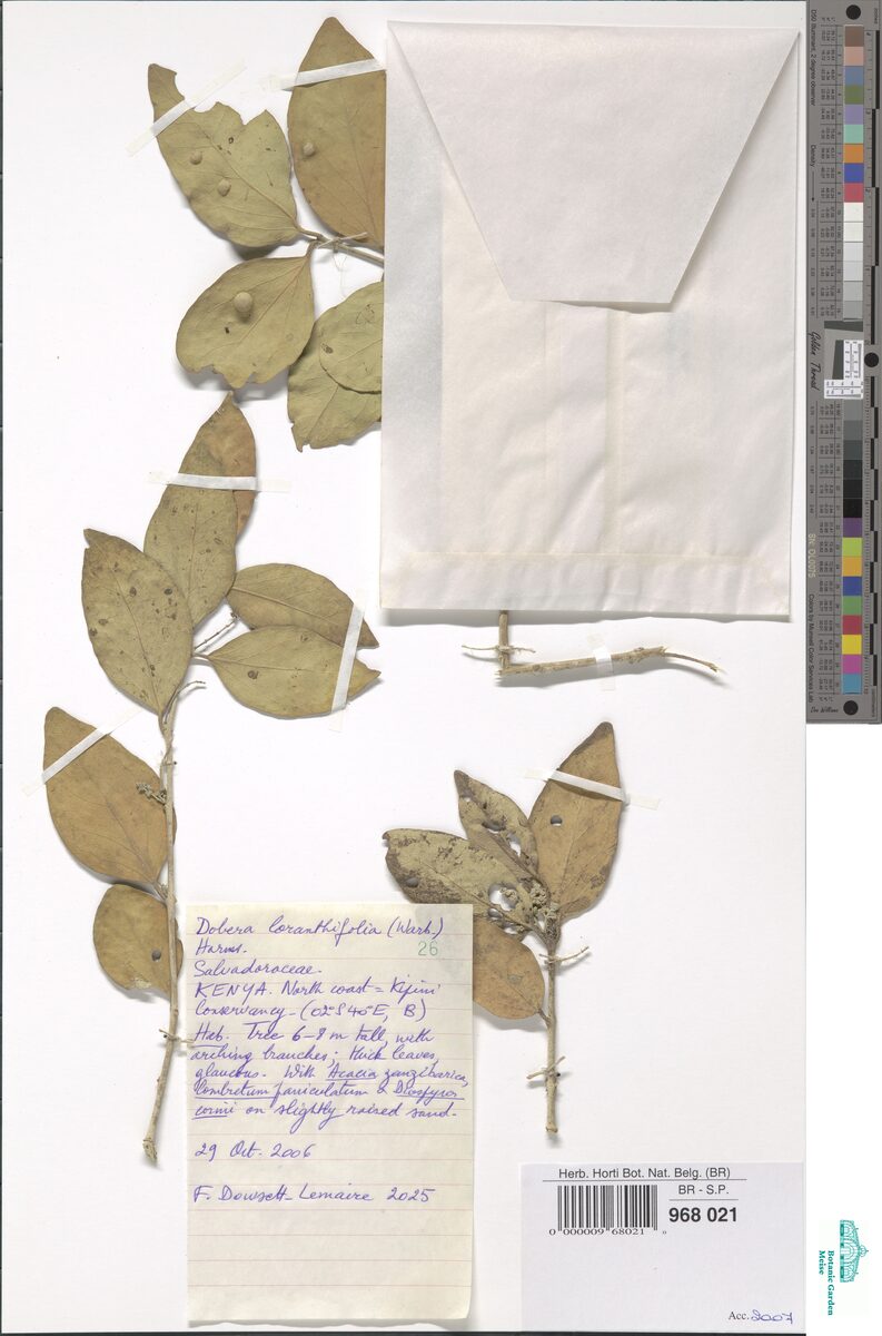 Dobera loranthifolia