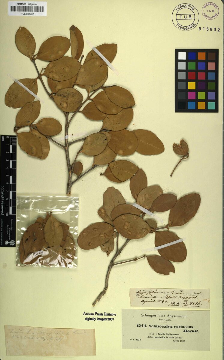 Dobera roxburghii — photo