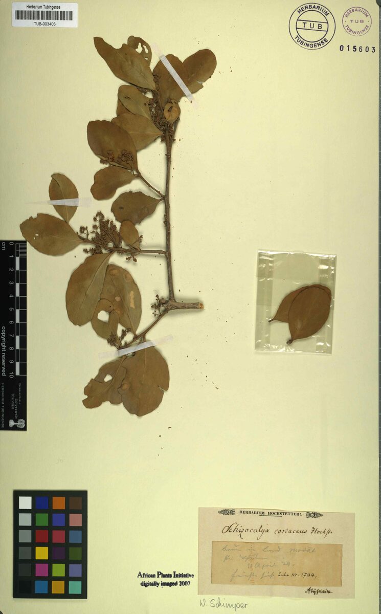 Dobera roxburghii