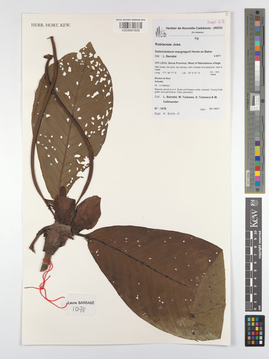 Dolicholobium macgregorii — photo