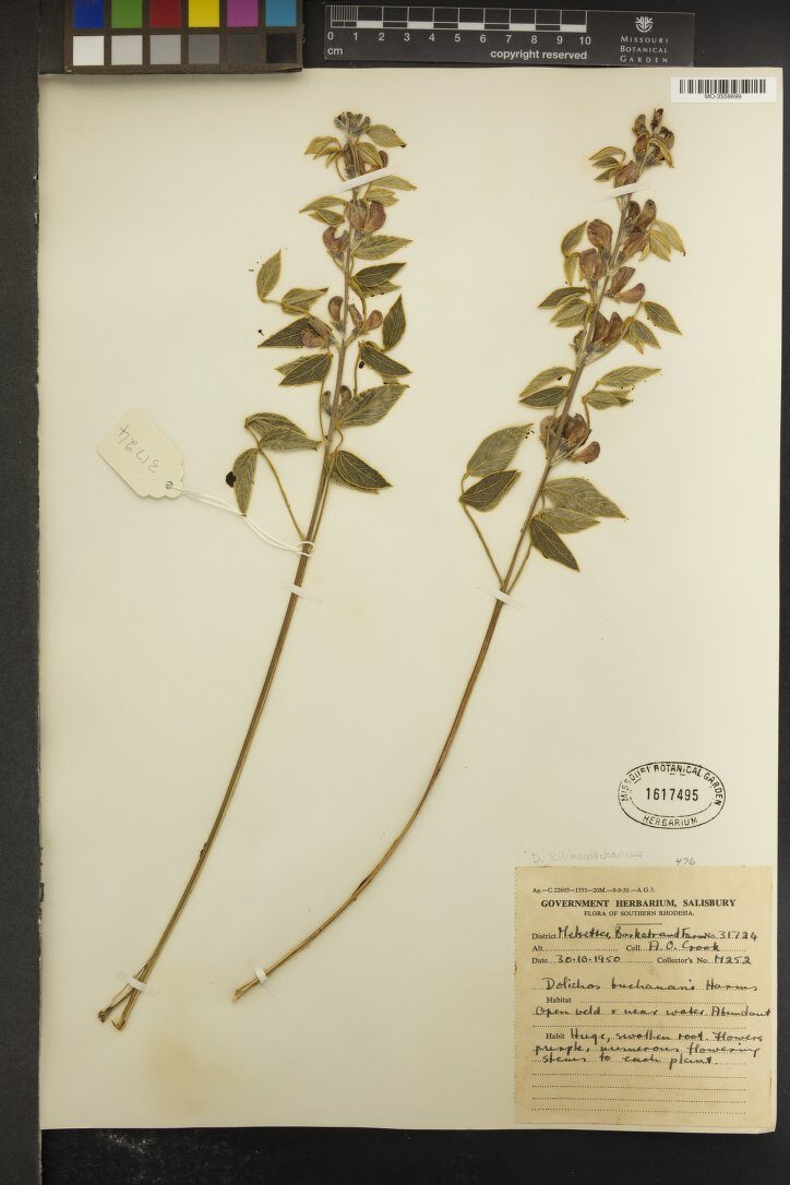 Dolichos buchananii (Dolichos flower) — photo