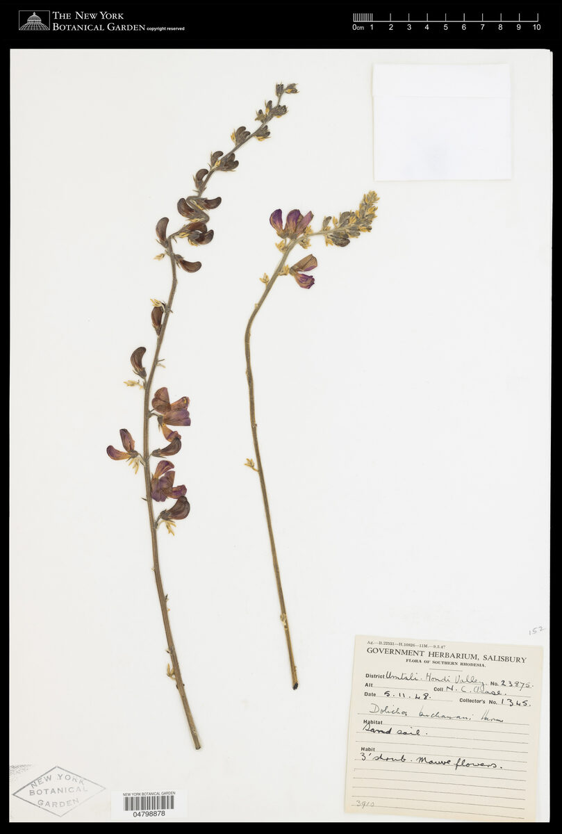 Dolichos buchananii (Dolichos flower) — photo