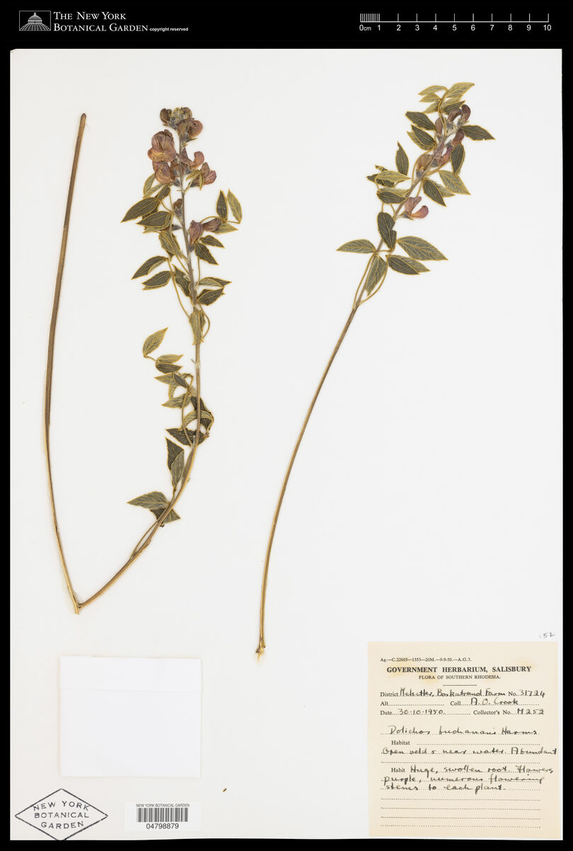 Dolichos buchananii