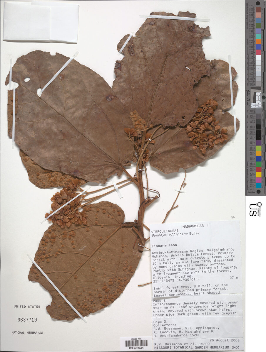 Dombeya elliptica — photo