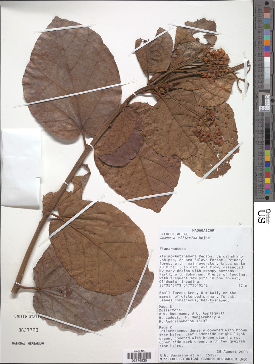 Dombeya elliptica — photo