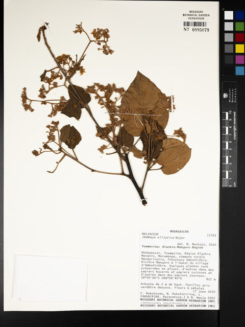 Dombeya elliptica