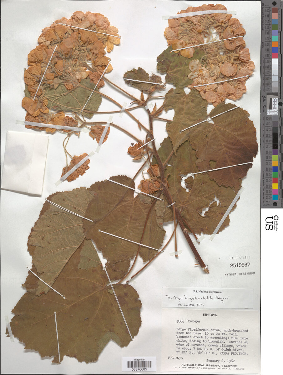 Dombeya longibracteolata