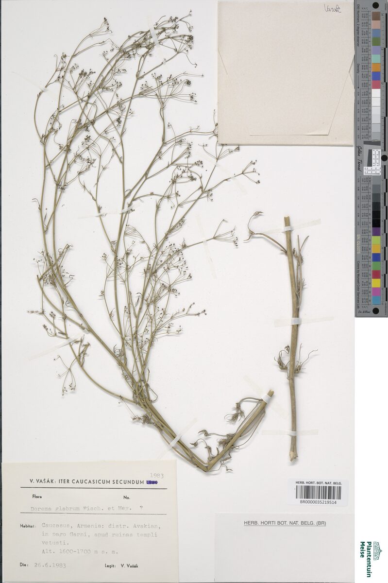 Dorema glabrum